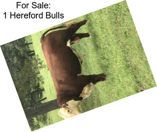 For Sale: 1 Hereford Bulls