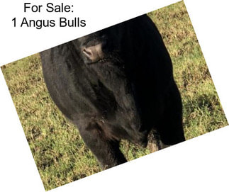 For Sale: 1 Angus Bulls