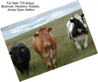 For Sale: 778 Angus, Brahman, Hereford, Holstein, Jersey Open Heifers