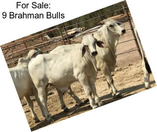 For Sale: 9 Brahman Bulls