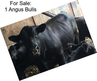 For Sale: 1 Angus Bulls