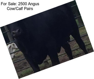 For Sale: 2500 Angus Cow/Calf Pairs