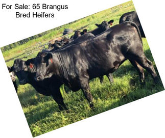 For Sale: 65 Brangus Bred Heifers