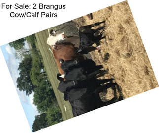 For Sale: 2 Brangus Cow/Calf Pairs