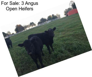 For Sale: 3 Angus Open Heifers