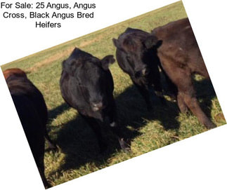 For Sale: 25 Angus, Angus Cross, Black Angus Bred Heifers