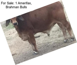 For Sale: 1 Amerifax, Brahman Bulls