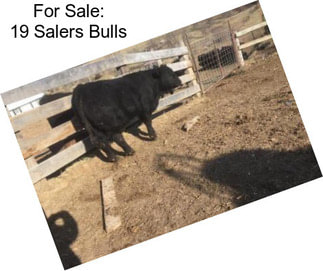 For Sale: 19 Salers Bulls