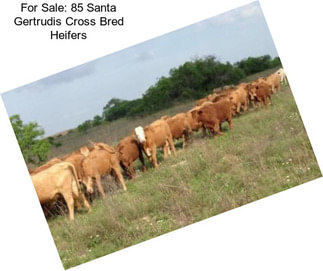 For Sale: 85 Santa Gertrudis Cross Bred Heifers