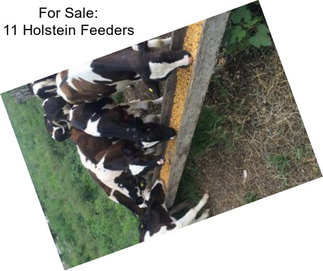 For Sale: 11 Holstein Feeders