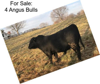 For Sale: 4 Angus Bulls