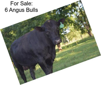 For Sale: 6 Angus Bulls