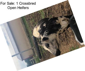 For Sale: 1 Crossbred Open Heifers