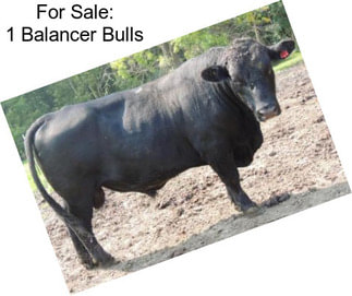 For Sale: 1 Balancer Bulls