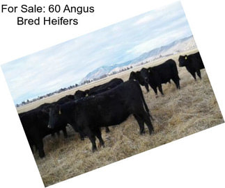 For Sale: 60 Angus Bred Heifers