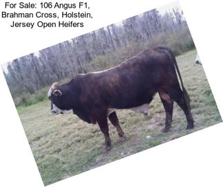 For Sale: 106 Angus F1, Brahman Cross, Holstein, Jersey Open Heifers