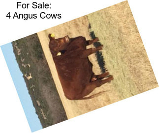 For Sale: 4 Angus Cows