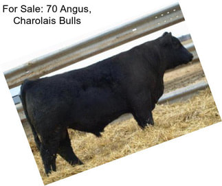 For Sale: 70 Angus, Charolais Bulls