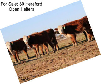 For Sale: 30 Hereford Open Heifers