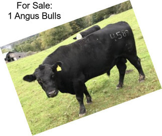 For Sale: 1 Angus Bulls