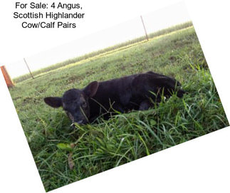 For Sale: 4 Angus, Scottish Highlander Cow/Calf Pairs