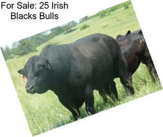 For Sale: 25 Irish Blacks Bulls