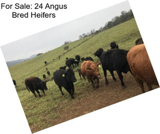 For Sale: 24 Angus Bred Heifers