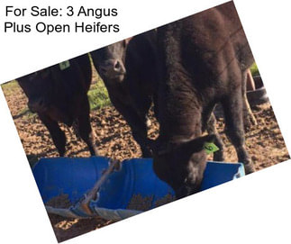 For Sale: 3 Angus Plus Open Heifers