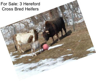 For Sale: 3 Hereford Cross Bred Heifers