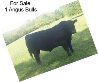 For Sale: 1 Angus Bulls