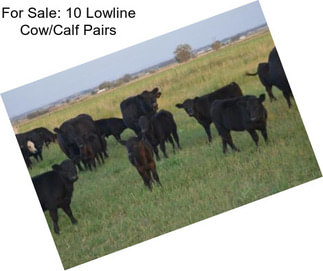 For Sale: 10 Lowline Cow/Calf Pairs