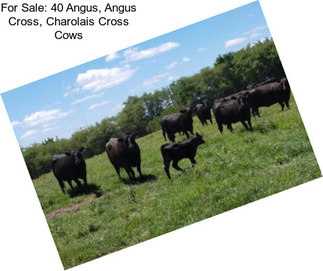 For Sale: 40 Angus, Angus Cross, Charolais Cross Cows