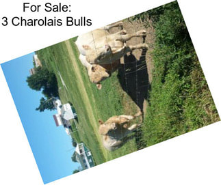 For Sale: 3 Charolais Bulls