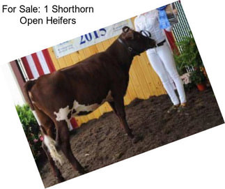 For Sale: 1 Shorthorn Open Heifers