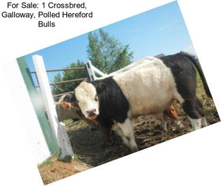 For Sale: 1 Crossbred, Galloway, Polled Hereford Bulls