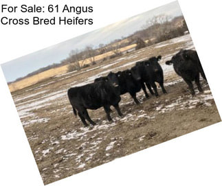 For Sale: 61 Angus Cross Bred Heifers