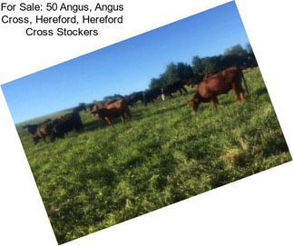 For Sale: 50 Angus, Angus Cross, Hereford, Hereford Cross Stockers