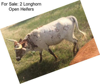 For Sale: 2 Longhorn Open Heifers