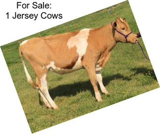 For Sale: 1 Jersey Cows