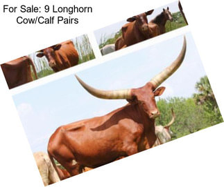 For Sale: 9 Longhorn Cow/Calf Pairs