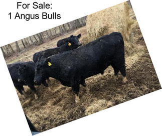 For Sale: 1 Angus Bulls