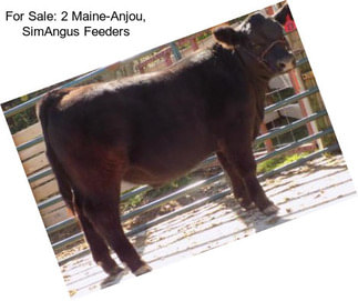 For Sale: 2 Maine-Anjou, SimAngus Feeders