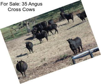 For Sale: 35 Angus Cross Cows