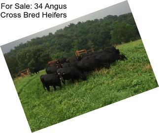 For Sale: 34 Angus Cross Bred Heifers