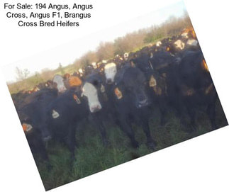 For Sale: 194 Angus, Angus Cross, Angus F1, Brangus Cross Bred Heifers