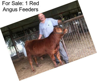 For Sale: 1 Red Angus Feeders