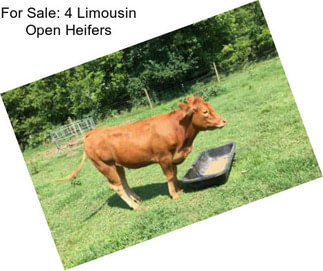 For Sale: 4 Limousin Open Heifers
