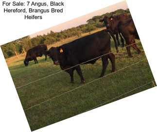 For Sale: 7 Angus, Black Hereford, Brangus Bred Heifers