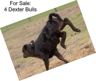 For Sale: 4 Dexter Bulls