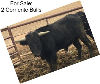 For Sale: 2 Corriente Bulls